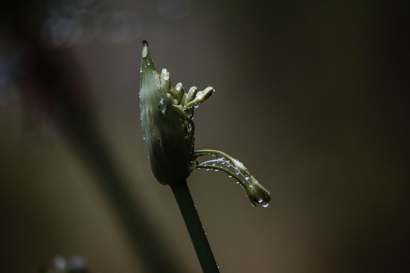 Brote